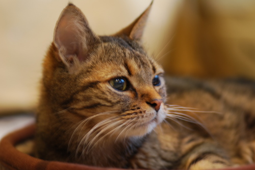 家猫5ニャンと庭猫2ニャンと暮らしています。天使ニャンコが20ニャンになりました🥲韓ドラ好き