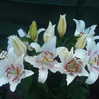 Elijah106's profile picture. 