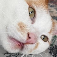 どくとるフランキ@サイバーイグアナの豚金玉料理@天安門 (@doktorfranki_2) 's Twitter Profile Photo