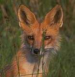 Dfsloma's profile picture. Who i follow says a lot about me.wide variety in liked music Anime fanatic, Gamer, black belt, and animal lover