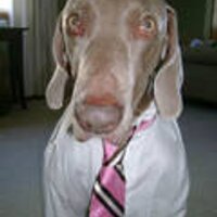 D. Carrigan (@djcarrigan) 's Twitter Profile