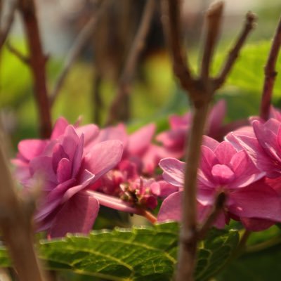 Plant lover, photographer