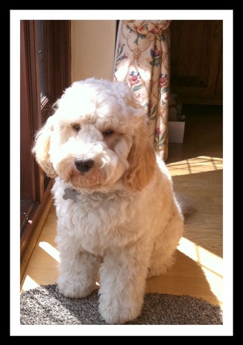 ginacollins17's profile picture. A DEDICATED DOG LOVER.