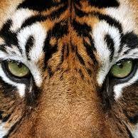 tigre78344328 Profile Picture