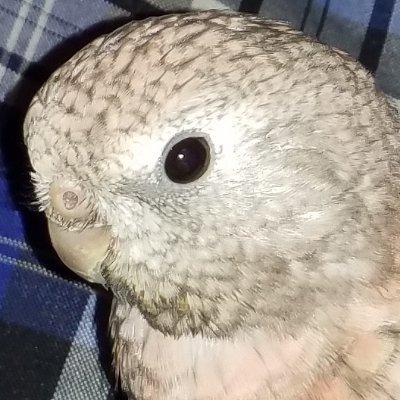 NicolasMarcott8's profile picture. Nerd