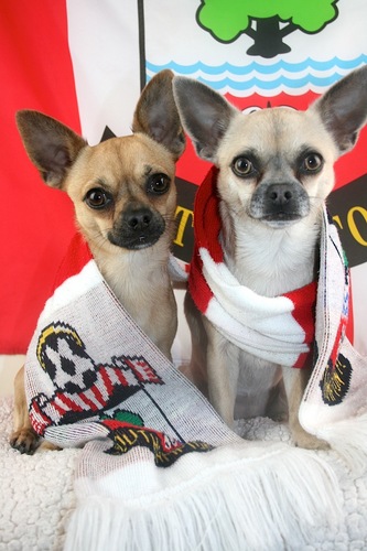 #SaintsFC ⚽️ 38+ years. IT geek! #Astronomy ☀️ #Cosmology #Science. Dad to 2 #Chihuahuas. Known to love my wine #80s
