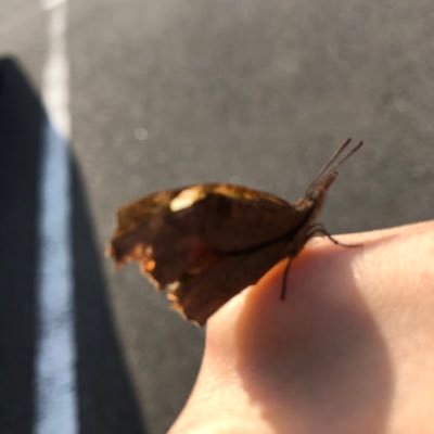にわとりさんのプロフィール画像