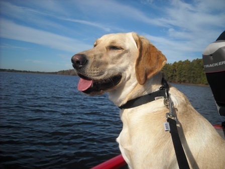 I like walks, chasing bunnies, naps, boat rides and time on the beach. I eat anything you give me. Ice cream is my favorite. My birthday is in March!