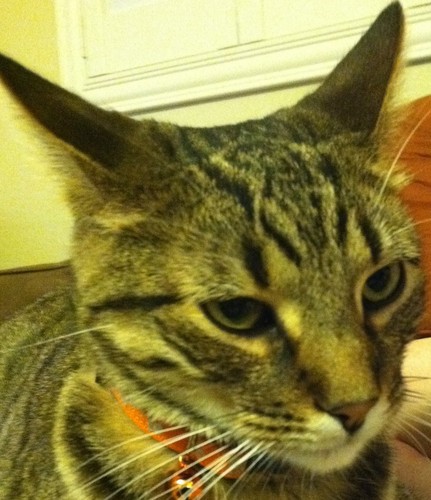 KingMidastheCat's profile picture. I am the King a decent size home. I am of course a cat. My voice had to be heard, follow me and know the insights of the great King Midas! #Kingdom of Midas