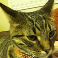 King Midas (@kingmidasthecat) 's Twitter Profile