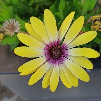 EstoyAqu13's profile picture. 