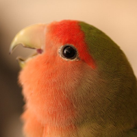 🌷ま🌸す🌷 (@masubirds) 's Twitter Profile Photo