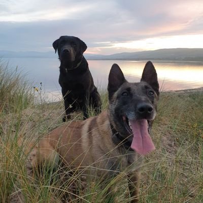 Skye is a Belgian Shepherd and Drake is a labrador they are working dogs for Cumbria Police. To report a crime Please call 101 in an emergency call 999.