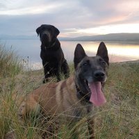 PD Skye and PD Drake(@PDSkyeandDrake) 's Twitter Profileg