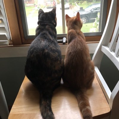 Suzi_Cats Profile Picture