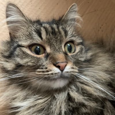 Crazy cat lady 😻 Passionate about life, gardening, history & stuck in an 80’s time warp 😹 views my own.