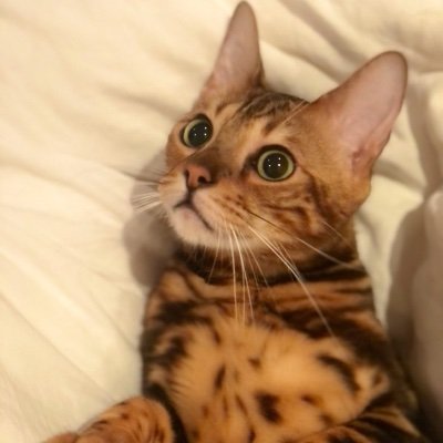 First cat, Chief Cheeser, Yamaneko Research Institute. Fish lover. Non-partisan. Have a fluffy girlfriend.