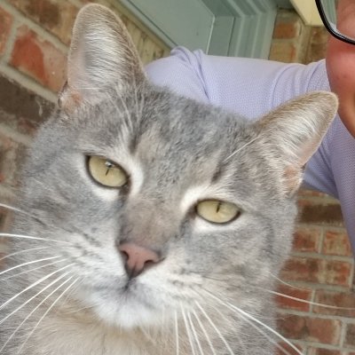 Babou_the_Cat's profile picture. Observer of humanity.