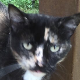 EthanTask's profile picture. You don’t need to follow me...unless you’re following me to the polls to VOTE DEMOCRATIC!!