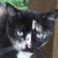 the Original Crusader Cat (@ethantask) 's Twitter Profile