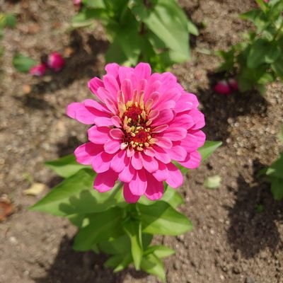 🌈草花図鑑🌿草花の名前を紹介します🌻いろんな生物も出てきます🐠