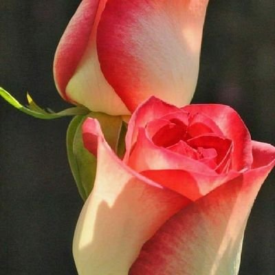 QRbET5XC2kEVgoH's profile picture. صباح الفل