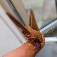OxMoths (@ajb_ajb6) 's Twitter Profile