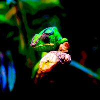 Chamaeleo 🪴 (@chamaeleo2021) 's Twitter Profile