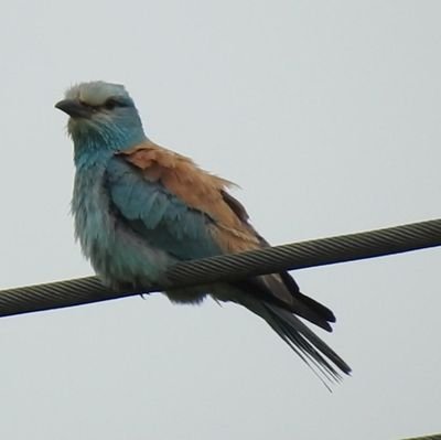 Love Birding & Local Midlands Twitcher. Digiscoper with Swaro ATX85HD & Samsung S6. Nikon P950 #Bipolar #lovebirding