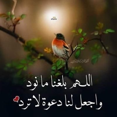 qj3RlrxKONVTSMH's profile picture. واتس للامهات فقط 0599185737