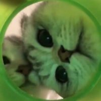 つぶグミ (@v12_keps) 's Twitter Profile
