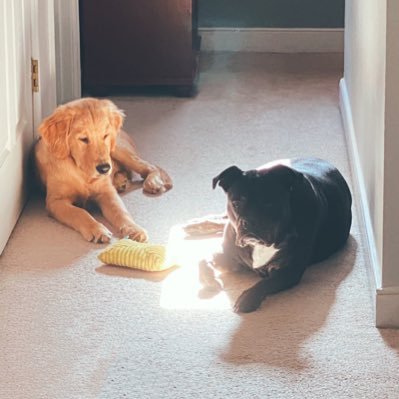 Nani_n_Sully's profile picture. I’m Sully, da golden. I yike sticks, laundry, bananas, cantaloop, kitty brofers & my sissy, Nani. She yikes swims, walkies, bein’ nosey & naps. #theruffriderz