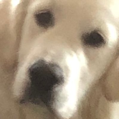 sethstarkadder5's profile picture. Anaesthetist. Anti-growth Coalition.