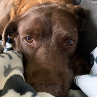 MkShadeck's profile picture. 