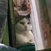 jat (@orqngeh) 's Twitter Profile