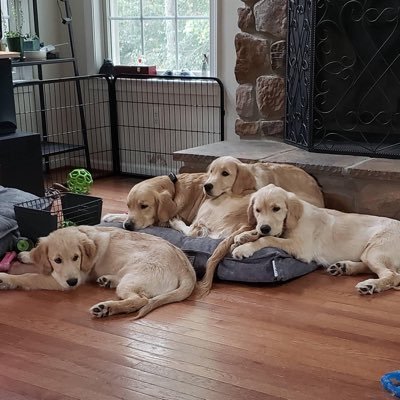 Just some golden gals chewin’ bones, chasin’ tennis balls, and sniffin’ butts