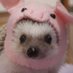 ちな@みの助ファミリー🦔🦔🦔🦔🦔🦔🦔🦔🦔🦔🦔🦔🦔 (@minosukefamily) Twitter profile photo ちな@みの助ファミリー🦔🦔🦔🦔🦔🦔🦔🦔🦔🦔🦔🦔🦔 (@minosukefamily) Twitter profile photo