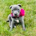 Luna the Blue Staffordshire Bull Terrier (@lunathebluesbt) Twitter profile photo Luna the Blue Staffordshire Bull Terrier (@lunathebluesbt) Twitter profile photo