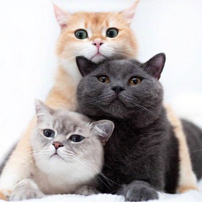 dududuposss's profile picture. 掰開自己嘅生活