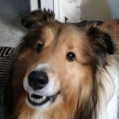 SheilaPriwo's profile picture. Go Ute's ❤️🙌