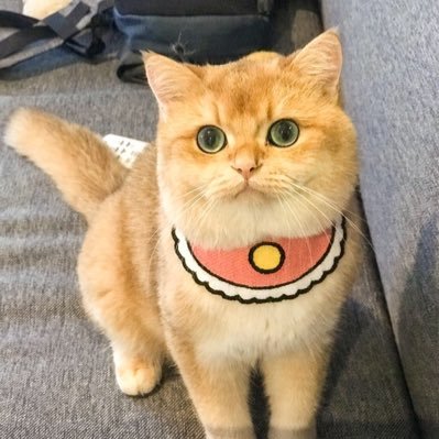 nannutnanno's profile picture. ถ่ายรูป เลี้ยงเเมว