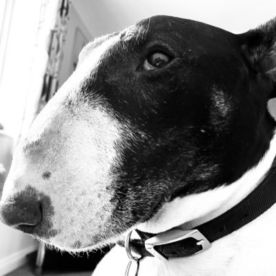 ❤️ Paddy dog my Bullterrier RIP Kaiser 🌈19/4/18 RIP Princess 🌈 6/11/15 #adotpdontshop #rescuedogs its all about the dogs 🐕❤️ #narcolepsy