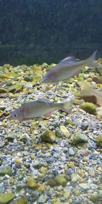 tonarinohohoho's profile picture. 淡水魚の釣りが好きでタナゴ釣りフナ釣り鯉釣りなどYouTubeで「となりのほほほ」名でアップしていますよろしくお願いします