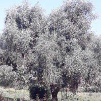 Eren ödemiş (@ali36750) Twitter profile photo