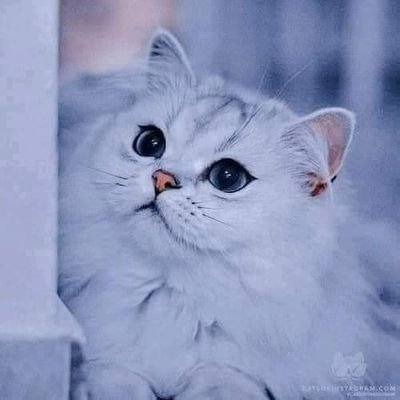 np_praew2's profile picture. 