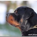 Sergio Robledo - @robledorotts - Twitter