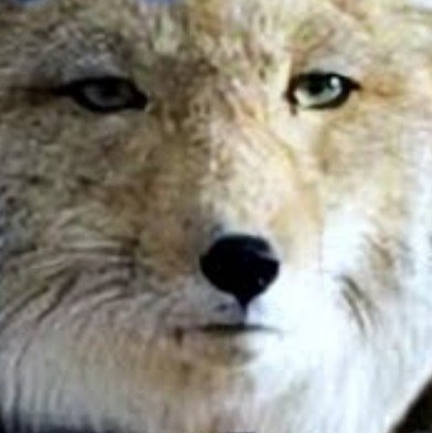 9EiUqHZXGdaeDhz's profile picture. 模活再開しました。やる気出ない、作業が遅い、下手くその三重苦ですが、お手柔らかにお願いいたします。最近、思考が老害ガノタ化しつつあることに戦々恐々(汗)