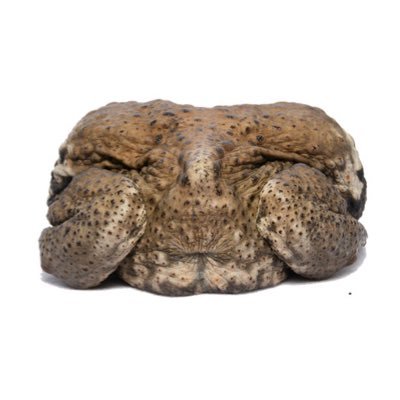 carnivoralist's profile picture. ホタルを食べて毒を溜め込む中国🇨🇳の蛇の行動とヤマカガシの体色の研究をしています（した）。PhDもらったあとは研究支援のお仕事してます。俳句と写真撮影とヒキガエルのおけつが好き。