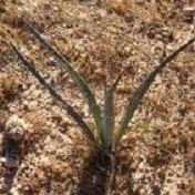 arizonatayhub's profile picture. I have so many interests.  Some of these include: teaching, politics, history, nutrition, finance, coin collecting, and music.