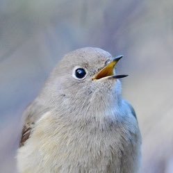 野鳥を見ているだけで幸せです🐦ファインダー越しで見るともっと幸せです😀ヒタキ科等の小鳥、ツグミ科、キツツキ科など、クチバシが細い野鳥が大好き😄 トリミング、編集アプリに助けられUPしています😅 写真はタイムラグあり、撮影地は非公開、DMは返信しない事があります。お気軽にフォローしてください✨
